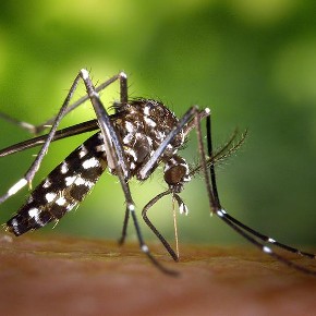 Close-up photo of a mosquito sucking blood.
