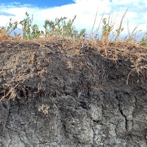 A cut section of soil.