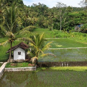 Farm, with small house and palm trees.
