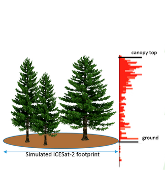 GLOBE Tree Height Measurement graphic